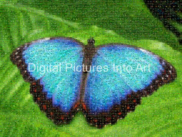 blue butterfly digital art