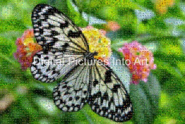 black and white butterfly digital art