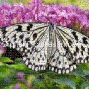 black and white butterfly digital art