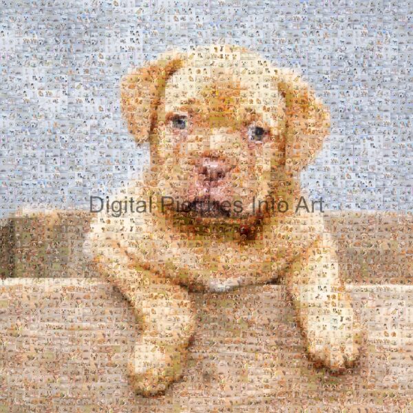 little brown puppy digital art