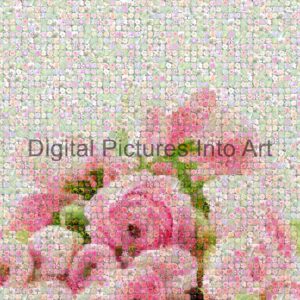 pink roses digital art