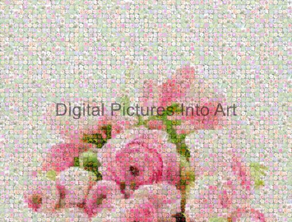 pink roses digital art