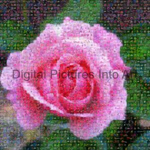 pink rose digital art