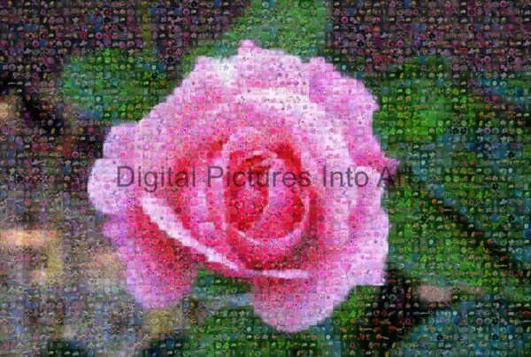 pink rose digital art