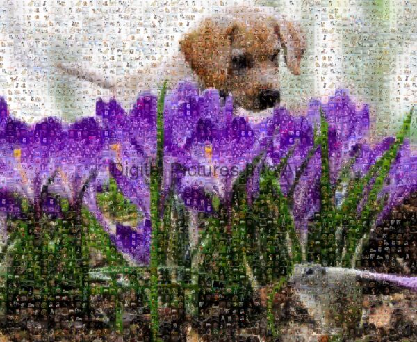 flowers and puppy digital art